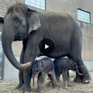 Outstanding Duo: New York Zoo Celebrates the Miraculous Arrival of Twin Elephants