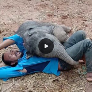 Embracing Playfulness: A Heartwarming Journey of a Young Elephant and Its Devoted Caretaker