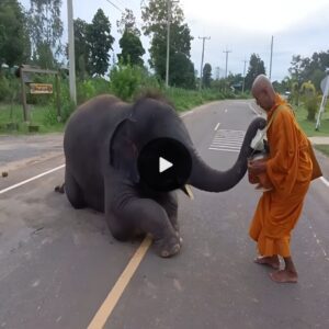 The Elephant's Heartwarming Gesture: A Touching Lesson in Generosity from the Wise Master