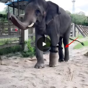 Defying Adversity: Baby Elephant's Resilient Journey with a New Prosthetic Leg Against the Harsh Reality of Poaching