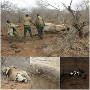 Rangers' Courageous Act: Saving an Injured Elephant Pair with Gratitude to KWS Rescue Team