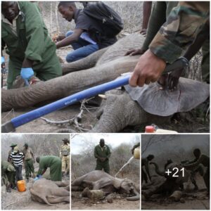 Miraculous Rescue: KWS/SWT Heroes Save a Young Elephant Trapped and Injured by Poachers