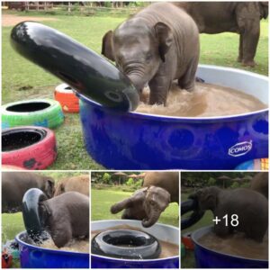 Captivating Moments: Baby Elephant’s Playful Adventures on Displa (Video)