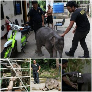 Defying the Odds: Dwarf Elephant Discovers Love and Joy in an Unexpected Bond with Caretakers