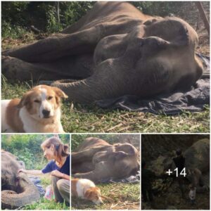 Heartwarming Tale of Loyalty: Stray Dog Stays by Ailing Elephant’s Side at Thai Sanctuary