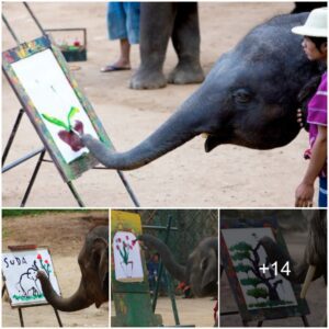 Elephant Harmony: Suda and Her Family’s Artistry Creates a Global Sensation