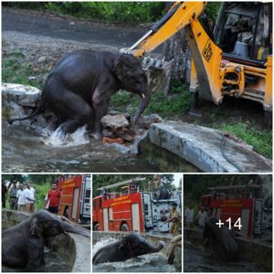 Brave Military Operation: Army Heroes Rescue Adorable Baby Elephant Trapped in Reservoir