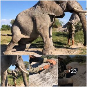 Heartwarming Trust: Elephant Jabu’s Extraordinary Cooperation During Eye Treatment