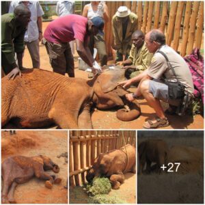 Heartwarming Rescue: Young Elephant Saved Along Mzima Springs – Mombasa Water Pipeline