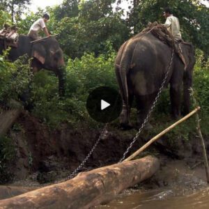 After Nearly 90 Years of Mistreatment, Blind and Deaf Elephant's Tears of Joy at Rescue Bring Hope