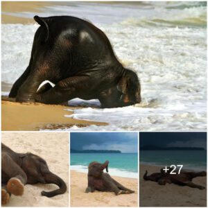 Adorable Hatee Captures Playful Elephant Frolicking on the Beach (Video)