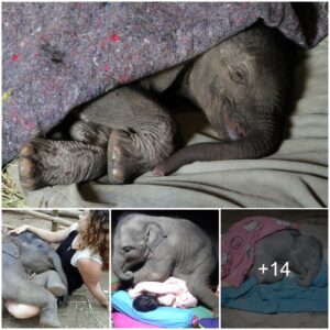 Joyful moments: Twin baby elephants play at an elephant orphanage with their caretakers