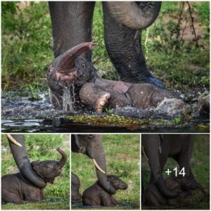 Resilience and Motherhood: An Inspirational Story of Saving a Baby Elephant by the Poolside