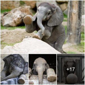 Exploring the Whimsical World of Baby Elephants: Serendipitous Snapshots Revealed