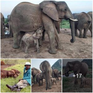 Doubling the Joy: Lualeni Welcomes a Second Daughter, Bringing Happiness to Our Elephant Family!