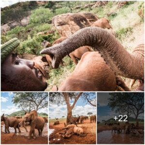 Elephant Prison Break: Six Joyful Calves Embrace the Marvel of Freedom and Harmony at Rehabilitation Unit