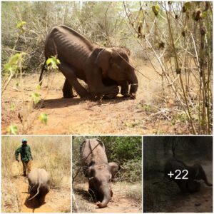 Miraculous Survival: Disabled Baby Elephant Rescued After Nearly a Year in Matata (Video)