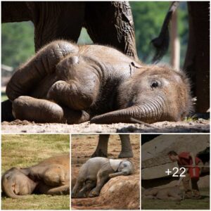 Adorable Laziness: Baby Elephant's Affection for Naptime Leaves Caretakers and Mom in Awe