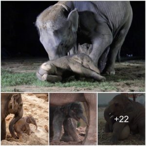 Unbreakable Mother-Child Bond: The Brave Efforts of a Mother Elephant to Reclaim Her Fragile Calf After Being Poisoned, Rendering the Calf Unconscious