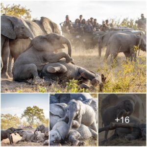 Heartwarming Encounter: Elephants Reunite with Calves in Astonishing Display