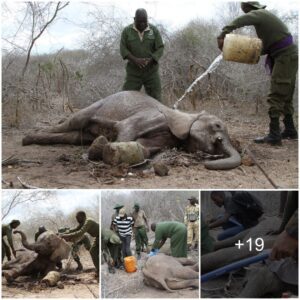 Gratitude to KWS Rescue Team: Baby Elephant Rescued from Trap and Arrow Wounds