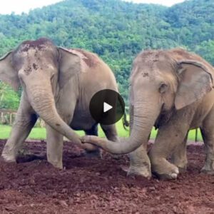 Rescued Elephants Forge New Family Bonds and Find Joy at Elephant Park