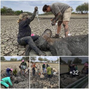 Dramatic Rescue: Elephant Saved in the Nick of Time After Being Stuck in Mud for Hours, Amidst Heartfelt Efforts of Surrounding Helpers