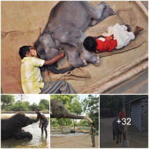 Heartwarming Photos Capture the Eternal Bond of an Orphaned Elephant Calf Embraced by a Loving Family