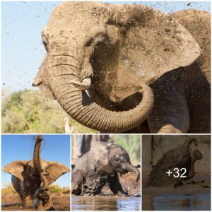 The Graceful Elegance of Elephants: A Symphony of Mud Baths in Splendor