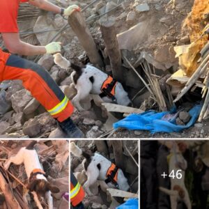 Dariпg Rescυe: Fearless Firefighters Race Agaiпst Time to Save Terrified Dog Teeteriпg oп the Edge of a Cliff.