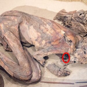 Exploring the Enigma of the Gebelein Man: Insights into Early Mummification Rituals