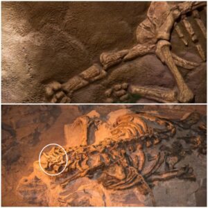 “Revealing Ancient Mysteries: Exploring the Enigmatically Rich World of Time-Weathered Dinosaur Fossils.”