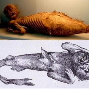 Cryptic Wonders: Exploring the Enigma of the FeeJee Mermaid from the 19th Century