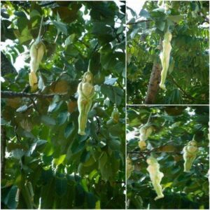 The mysterious tree has a fruit shaped like a naked girl that only vibrates when men touch it