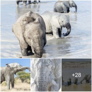 Elephants Embrace Natural Sunscreen: Witnessing Their Mud Bath Ritual!