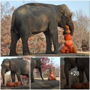 The Spectacle of Smashing a Giant Pumpkin: Joyful Elephants at Oregon Zoo's Festive Celebration