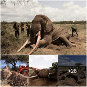 Goodbye to a Natural Wonder: Honoring Africa's Majestic Tusker, Tolstoy