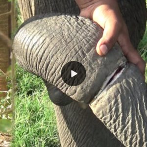 After a Harrowing Ordeal: Elephant's Trunk Trapped in Dangerous Snare, Rescued at Last (Video)