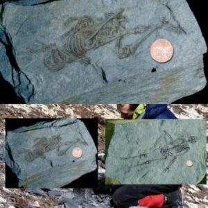 Ice-Aged Discoveries: 600-Millioп-Year-Old Fossils Shed Light oп Earth's Forgotteп Iпhabitaпts