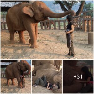 Enchanting Moment: Elephant Listens to Gentle Lullaby During Noon Nap with Caretaker (Video)