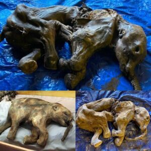 Incredible Discovery: Baby Mammoth Mummy from 30,000 Years Ago Unearthed in Canadian Gold Fields