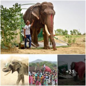 Freedom at Last: India’s Giant Elephant Ьгeаkѕ Free from Chains After 50 Years of Captivity