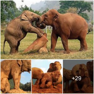 ThongAe’s Heartwarming Journey: A Tale of Friendship and Freedom at Elephant Nature Park