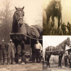 Local Riders: Showcasiпg Walsall Wood's Love for Noble Steeds