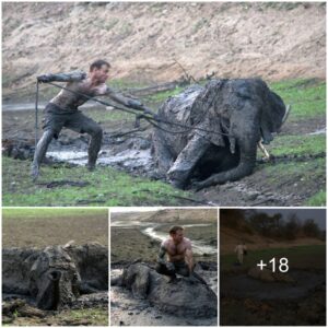 Final Stand: Courageous Guides Risk All in Daring Battle to Rescue Stranded Baby Elephant Trapped in Mud for 4 Days