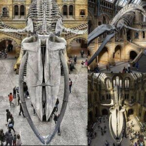 Gaze upon the 25-Meter Blue Whale Skeleton at London's Natural History Museum!