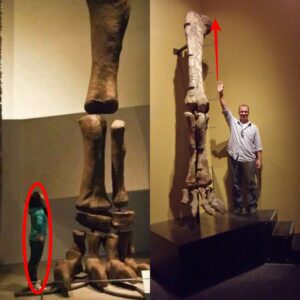 Argentinosaurus: The Colossal Giant of South America