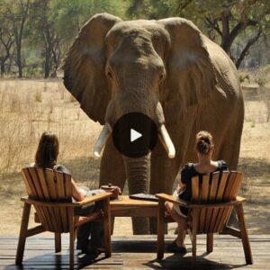 Unforgettable Encounter: Captivating Visit of Elephant Mesmerizes Vacationers Along the Zambezi River