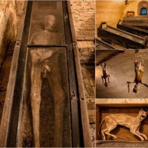 Timeless Mysteries: Journeying into the Haunting World of Wiuwert's Enigmatic Mummies