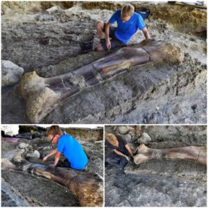 France's Jurassic Secret: Enormous 1,100 Pound Bone Belonging to Sauropod Unearthed